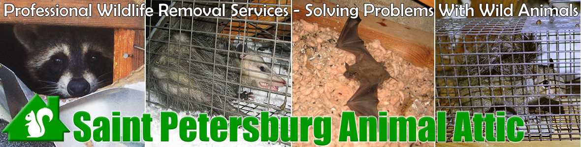 Largo Animal Attic